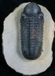 Excellent Prone Reedops Trilobite - #5363-2